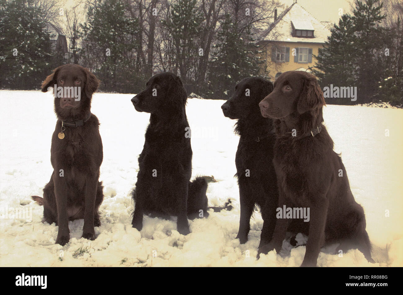 Appartamento rivestite RETRIEVER / Überschrift: piatto rivestito Foto Stock