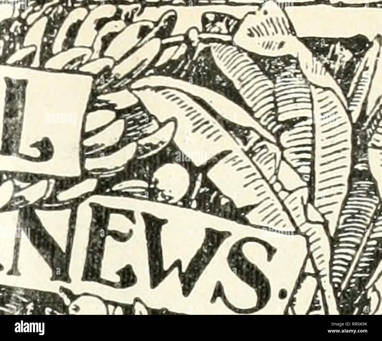 . Notizie agricoli. Agricoltura -- West Indies; le malattie delle piante -- West Indies. Una revisione Fortnightly della BOTA; imperiale del dipartimento dell'agricoltura per la WEST INDIES. '^ Vol. XV. No. 381. BARBADOS, 2 dicembre 1916. Prezzo, ID contenuto. Il suolo, i batteri in nemici dell' . Prenota California ripiano aranceti, miglioramento del cotone:- Cambiamenti in sementi di cotone durante lo stoccaggio delle esportazioni di cotone dal West Indies Sea Island Cotton Mar- ket Dipartimento Dipartimento News Pubblicazioni spighe Grenada, Cadetships agricoli in Grenada, il progresso del Land Settlement di articoli di interesse locale ... Re del mercato Foto Stock