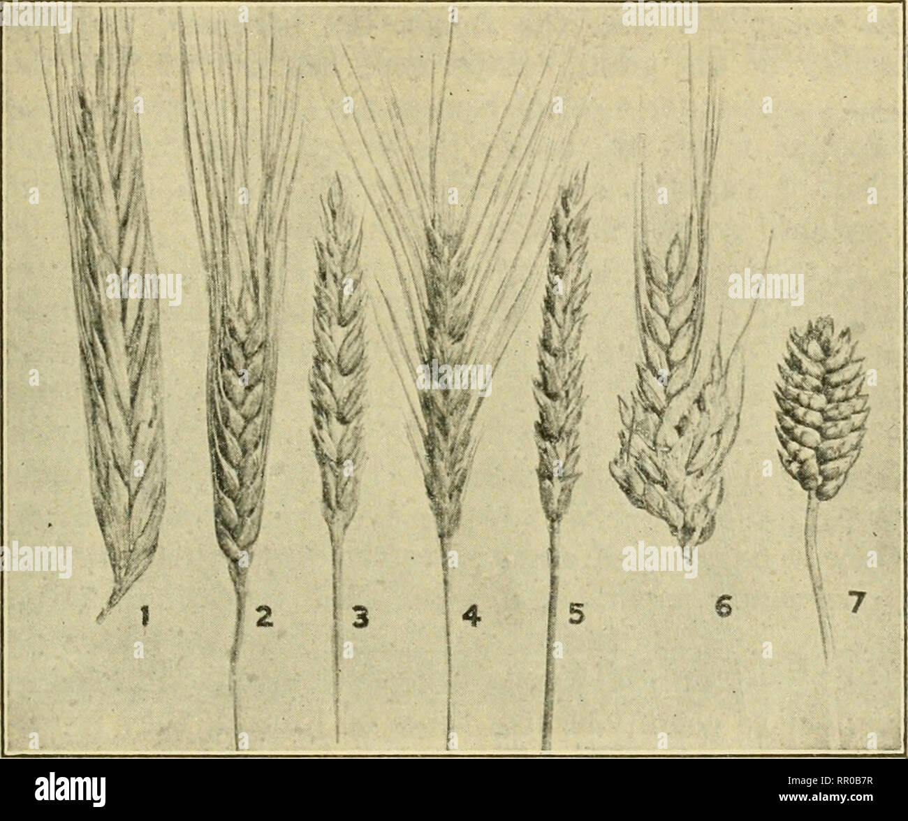 . L' agricoltura per il Kansas scuole comuni. L'agricoltura. Il grano 75 spesso sfugge drouth, venti caldi, ruggine, cavallette, e altre cose che danneggiano il frumento primaverile. La molla il frumento è coltivato principalmente in Minnesota e il Dakotas, dove il inverni rigidi kill di grano di inverno. I principali tipi di frumento primaverile cresciute in la. 1. Il polacco di frumento. 2. Frumento duro. 3. La molla dura di frumento. 4. Inverno duro Frumento. Capi di diverse Idnds di grano. 5. Soft di grano di inverno. 6. Alaska di frumento. 7. Club di frumento. Gli Stati Uniti sono i grani di Fife, i grani Bluestem e il frumento di grani. Ognuna di queste è suddivisa in va Foto Stock
