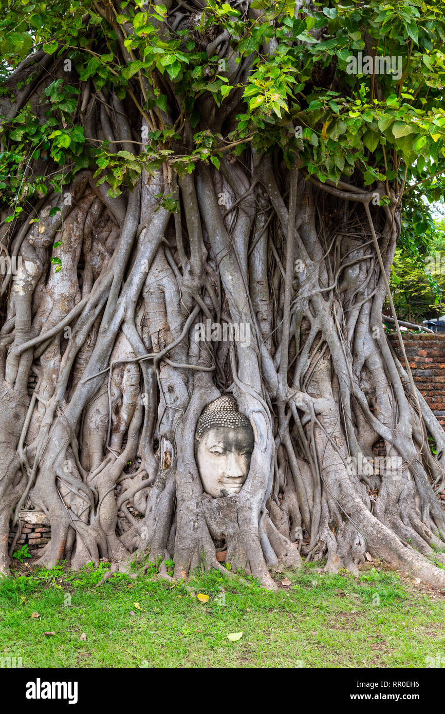 Testa di Buddha circondato dalle radici dell'albero. Wat Mahathat tempio. Ayutthaya, Thailandia Foto Stock