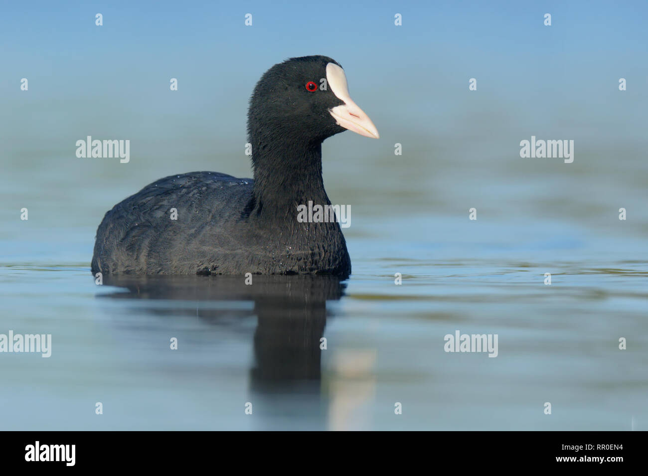Eurasian coot, fulica atra galeirão Foto Stock