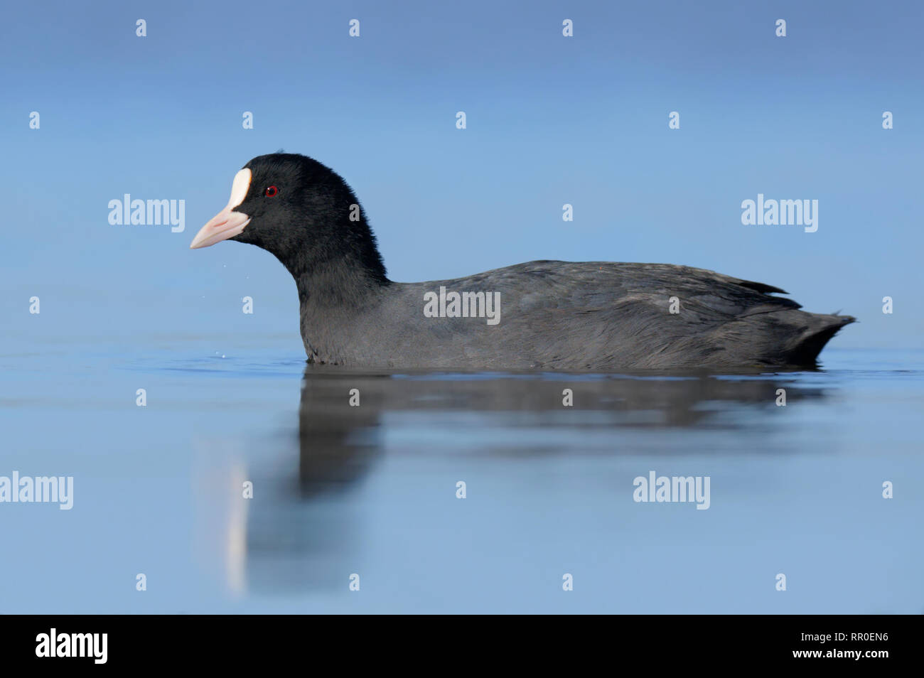 Eurasian coot, fulica atra galeirão Foto Stock