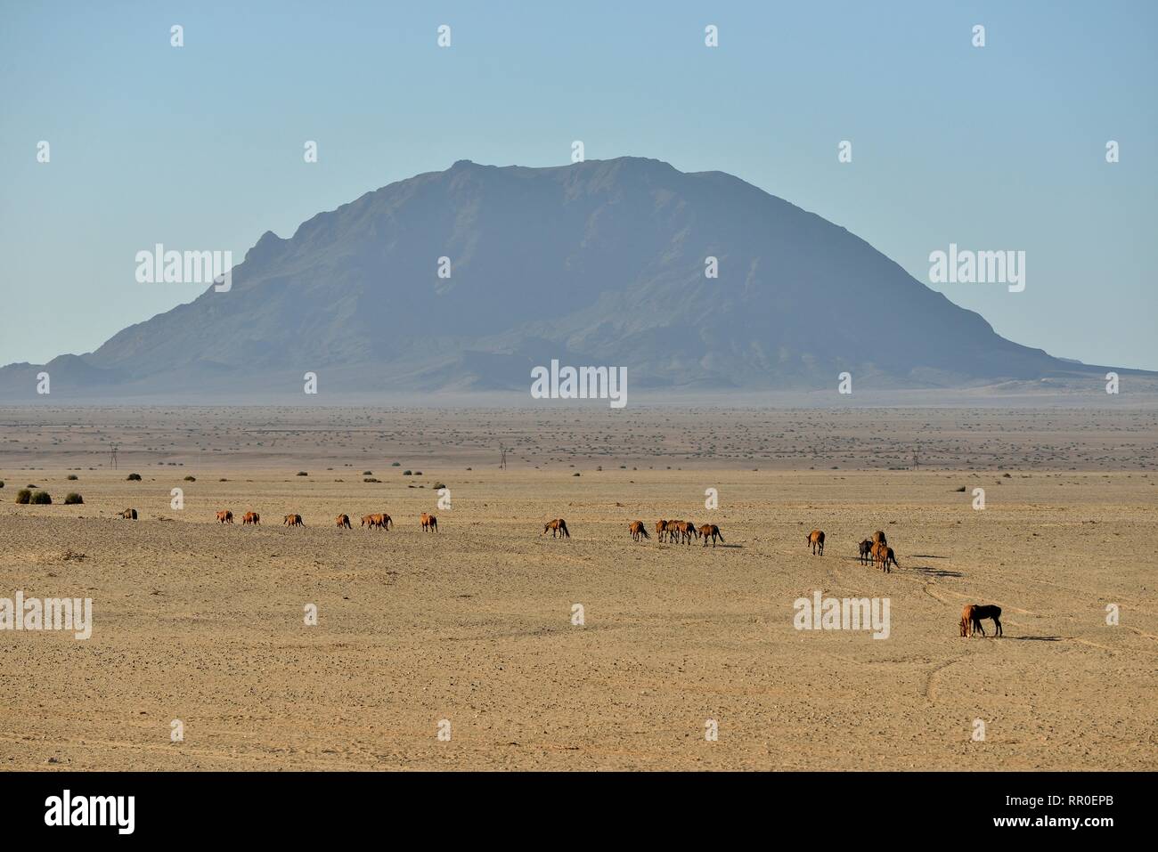 Zoologia, mammifero (mammalia), Namib Desert cavallo, Namibia cavallo selvatico o Namib (Equus ferus) in prossimità della, Additional-Rights-Clearance-Info-Not-Available Foto Stock