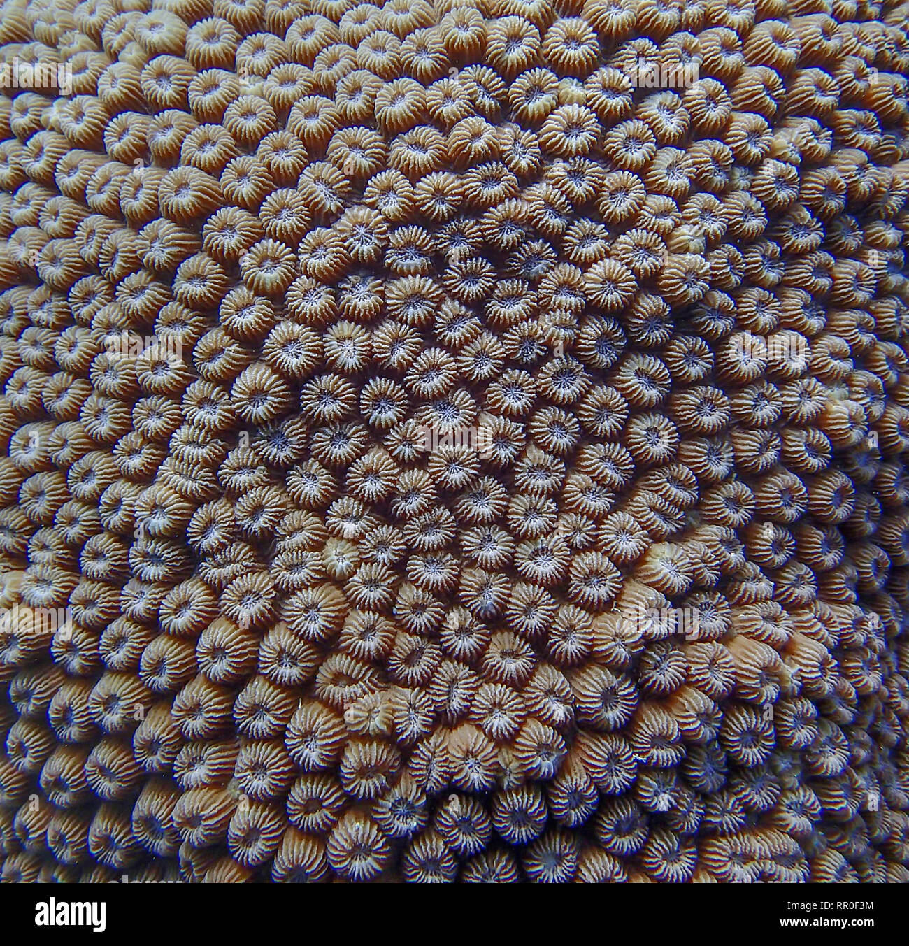 Telaio completo dettaglio forme colori e texture in corallo sott'acqua. Foto Stock
