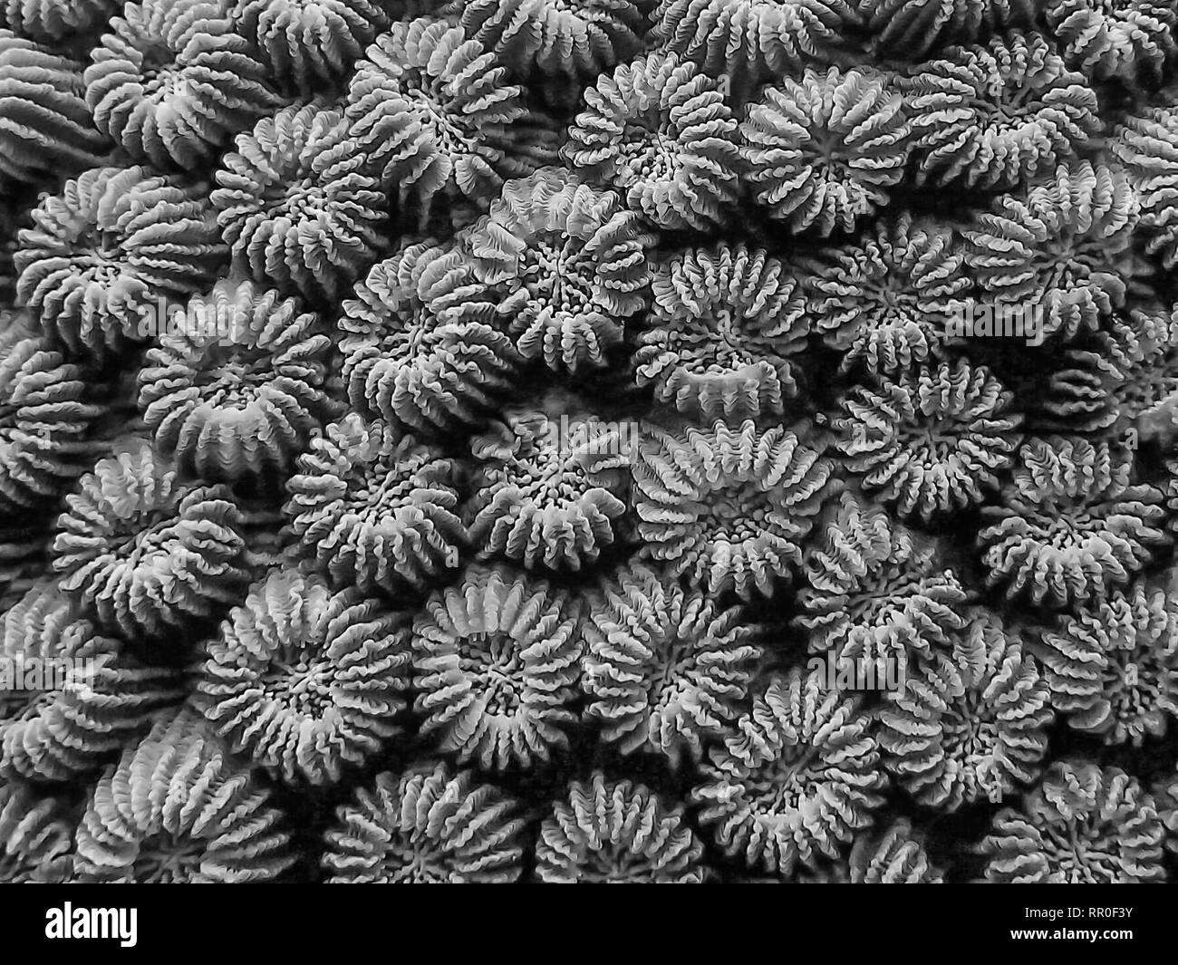 Primo piano dettaglio linee forme e texture in dettaglio di corallo. Concettuale e full frame in bianco e nero. Foto Stock