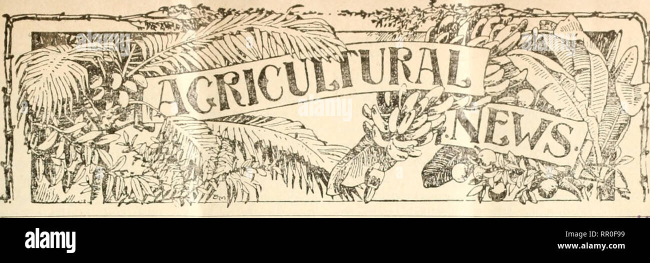 . Notizie agricoli. Agricoltura -- West Indies; le malattie delle piante -- West Indies. Una revisione Fortnightly di l ' IMPERIAL DIPARTIMENTO DI AGRICOLTURA PER LA WEST INDIES. Vi XIV. No. 339. BARBADOS, APEIL 24, 1915. Prezzo Id. Contenuto. Pagina. Pagina. 4gi n-lira iili] &lt; Ynlit hi llic uguest porta I'"! Es . 131 Antigua, acque sotterranee di 143 Britisli premere e West Indian agricoltura ... 137 libera, individualità in .'. 129 manioca. Varietà di ... L35 test bovini per i Tropichi 137 I ii urn e Palm Kernel ' akes 133 caffè, coltivazione di ... 132 cotone Note:- British la coltivazione del cotone Associati Foto Stock