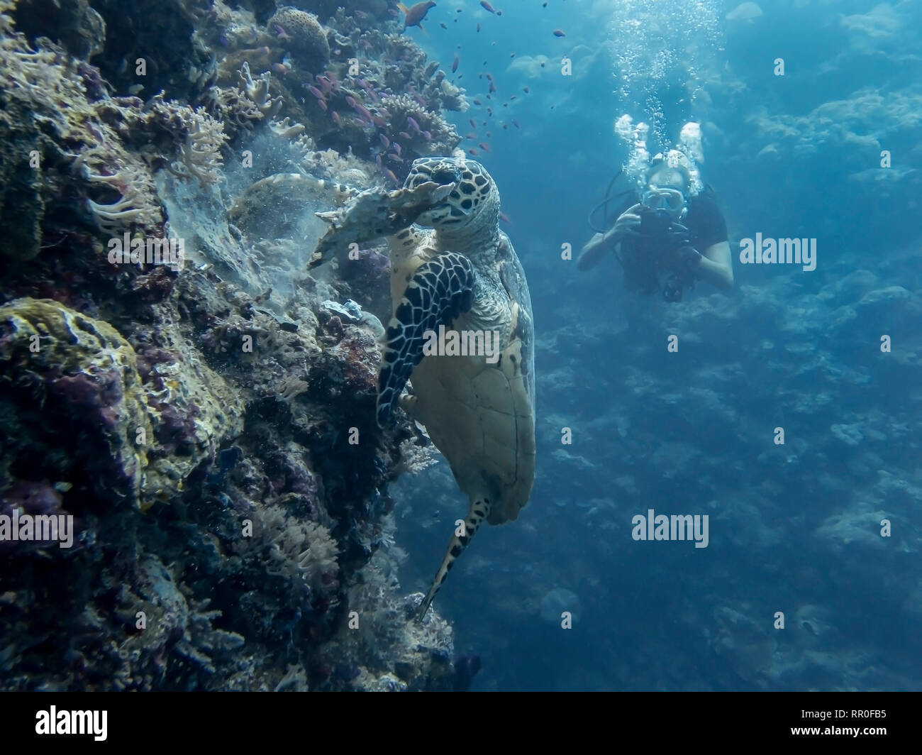 Hawksbill sea turtle rip pezzo di corallo al di fuori della parete della barriera corallina sott'acqua in Palau. Foto Stock