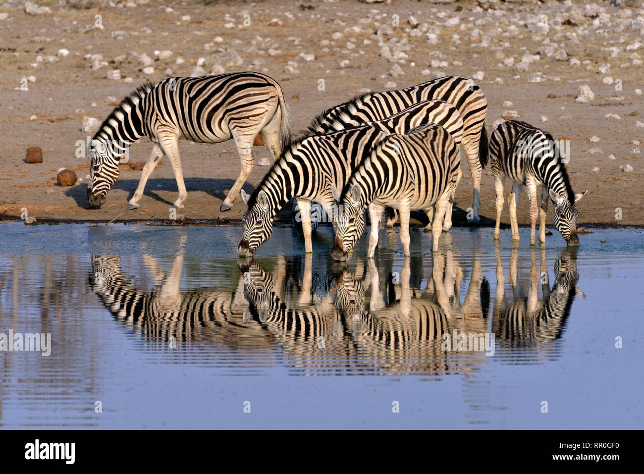 Zoologia, mammifero (mammalia), pianure zebra (Equus quagga) sul waterhole Chudop, il Parco Nazionale di Etosha,, Additional-Rights-Clearance-Info-Not-Available Foto Stock