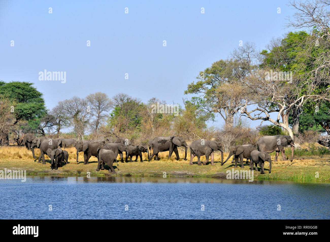 Zoologia, mammifero (mammalia), elefante africano (Loxodonta africana) sul Fiume Cuando, Bwabwata National Park, Additional-Rights-Clearance-Info-Not-Available Foto Stock