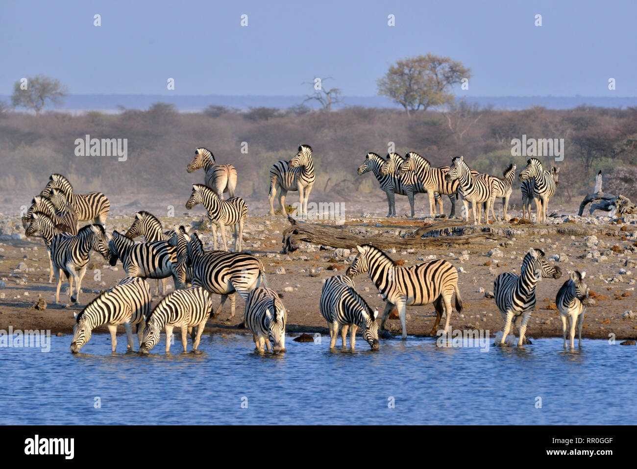 Zoologia, mammifero (mammalia), pianure zebra (Equus quagga) sul waterhole Chudop, il Parco Nazionale di Etosha,, Additional-Rights-Clearance-Info-Not-Available Foto Stock