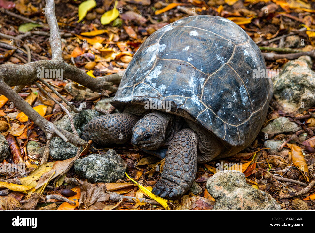Zoologia / Animali, rettili (Reptilia), tartaruga gigante di Aldabra (Geochelone gigantea), Isola Curieuse, , Additional-Rights-Clearance-Info-Not-Available Foto Stock