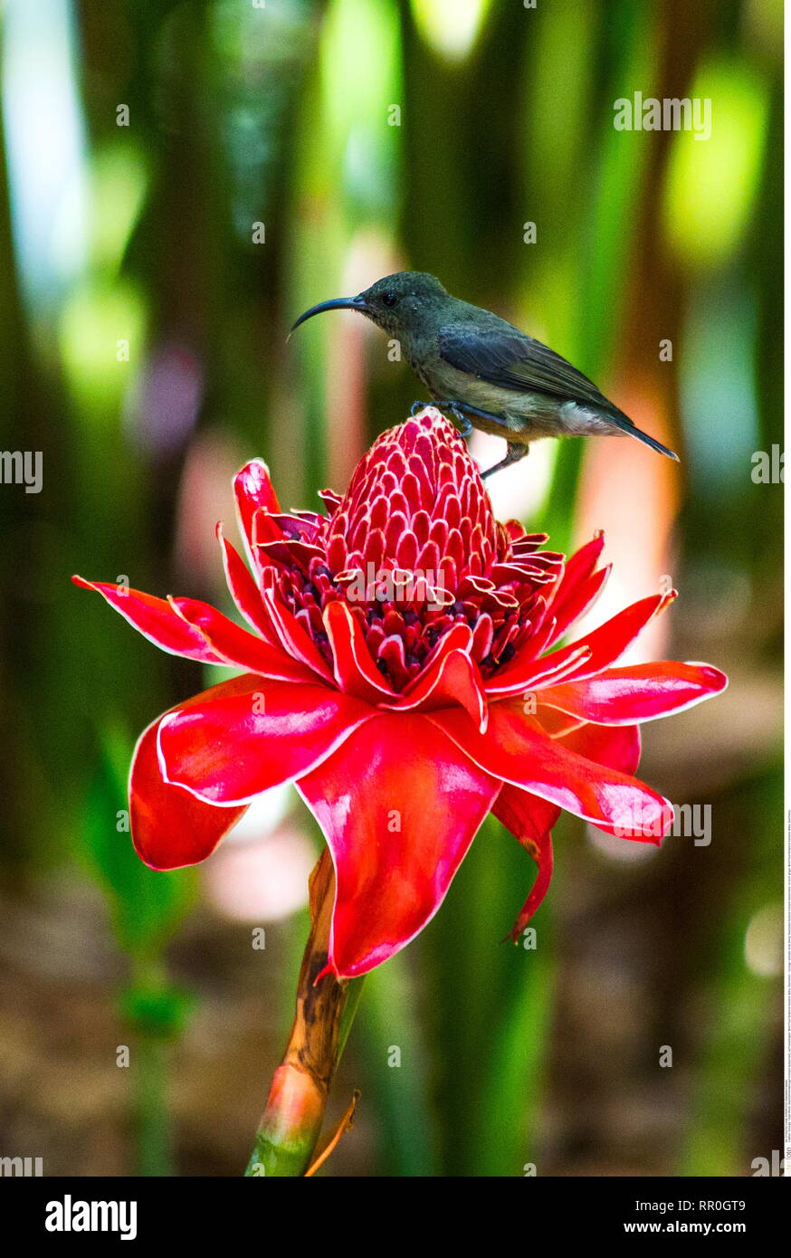 Zoologia / animali, uccelli (Aves), Seychelles Sunbird (Cinnyris dussumieri), sulla torcia zenzero, Mont Fleur, Additional-Rights-Clearance-Info-Not-Available Foto Stock