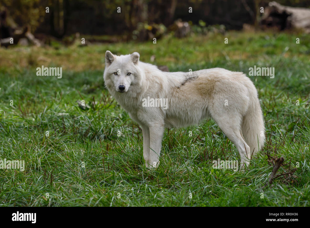 Zoologia / animali, mammifero (mammalia), Arctic Wolf, lupo polare artico o lupo (Canis lupus arctos), Par, Additional-Rights-Clearance-Info-Not-Available Foto Stock