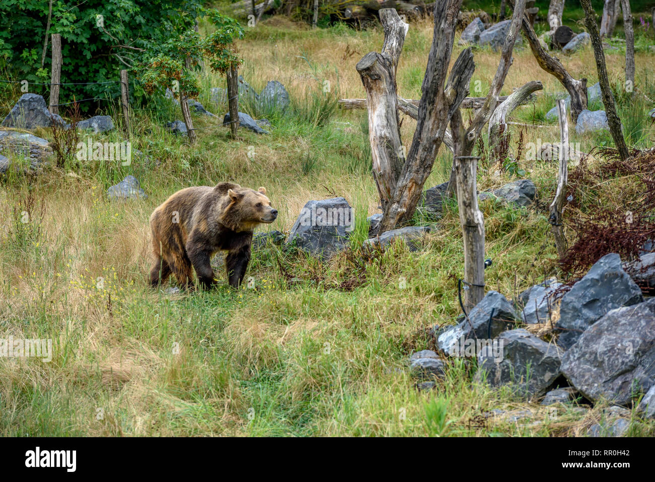 Zoologia / animali, mammifero (mammalia), unione di orso bruno eurasiatico o l'orso bruno (Ursus arctos arctos), Additional-Rights-Clearance-Info-Not-Available Foto Stock