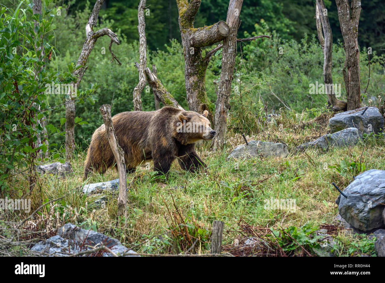 Zoologia / animali, mammifero (mammalia), unione di orso bruno eurasiatico o l'orso bruno (Ursus arctos arctos), Additional-Rights-Clearance-Info-Not-Available Foto Stock
