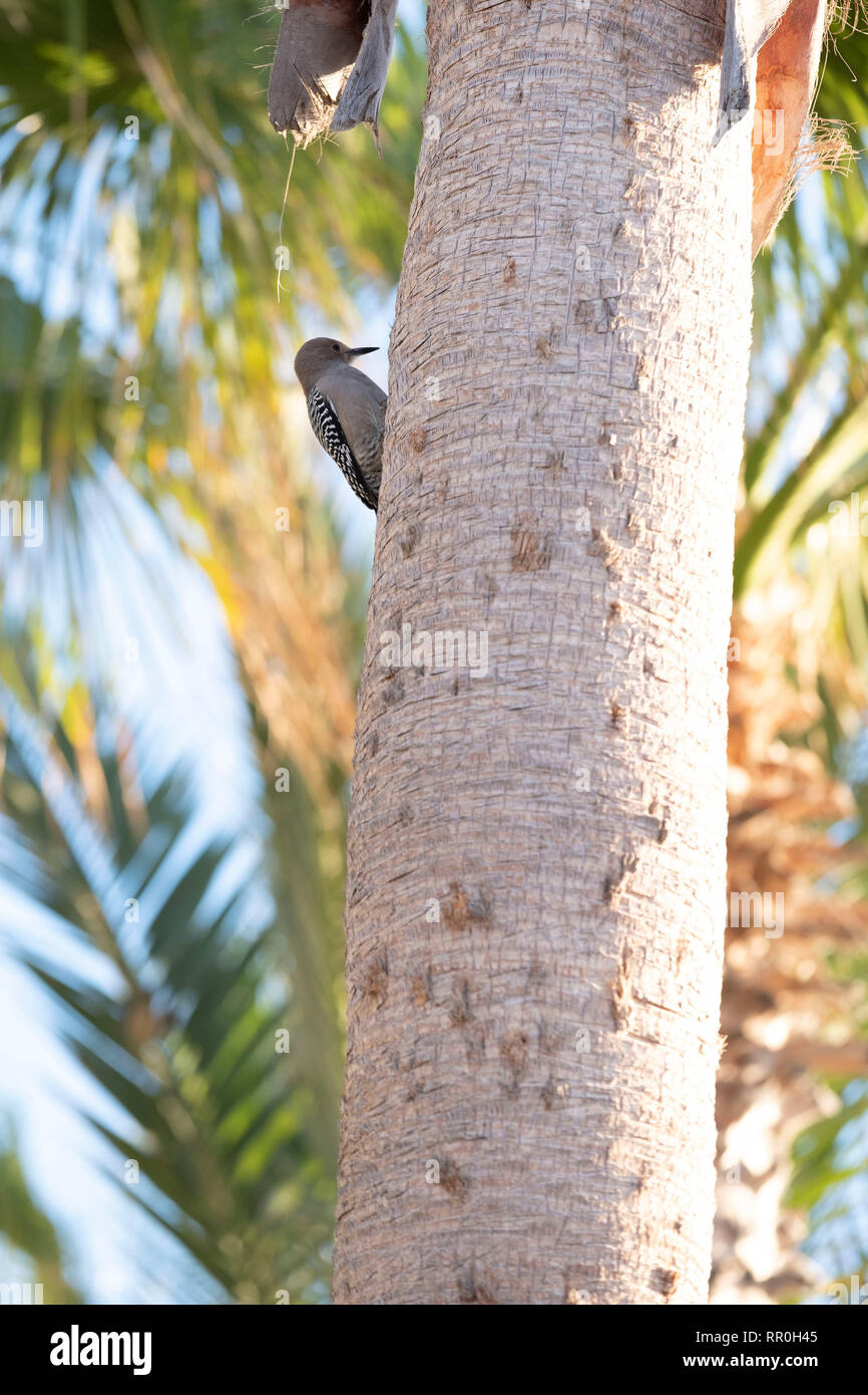 Pecker di legno in una struttura ad albero Foto Stock