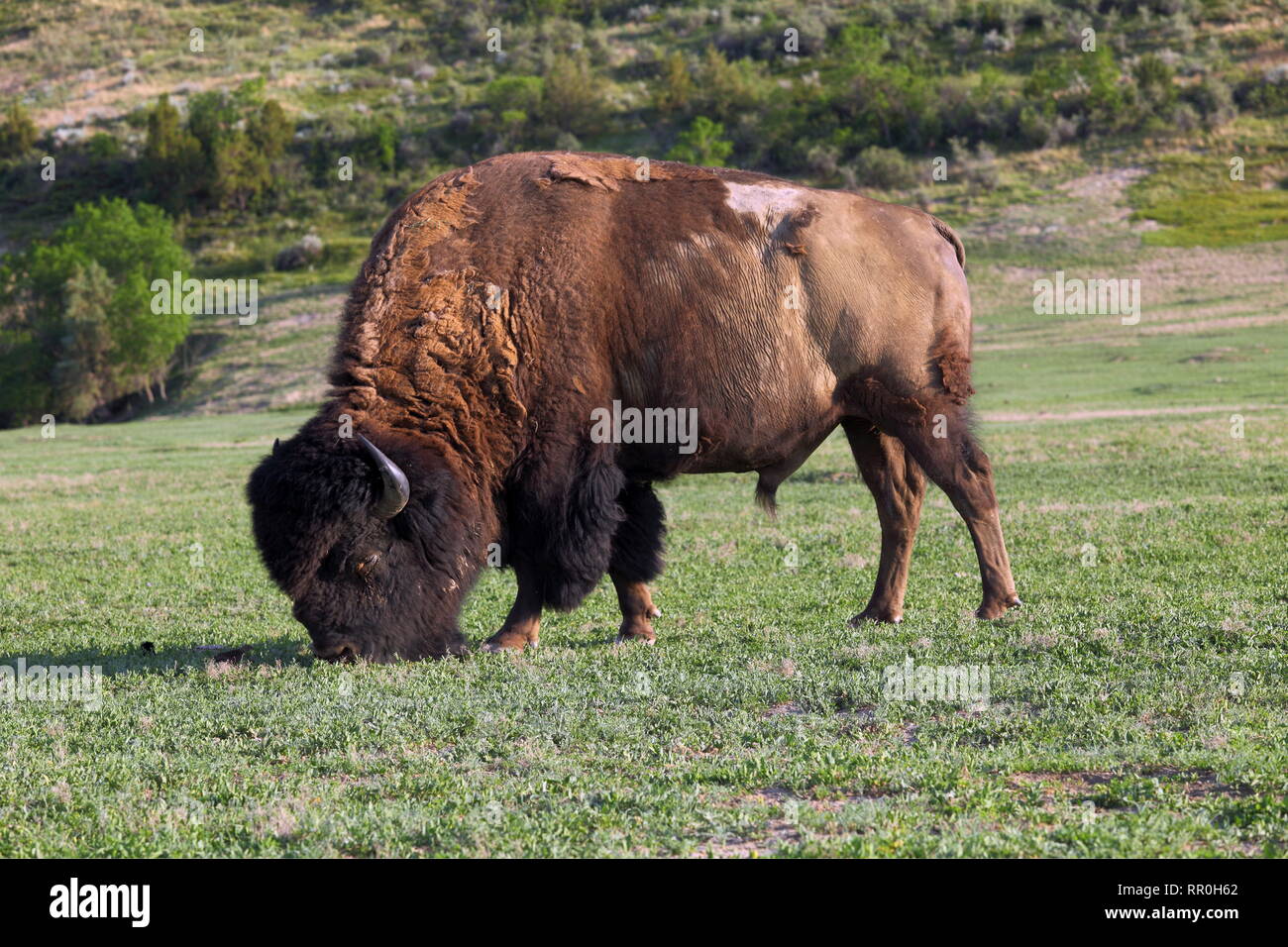 Zoologia / animali, mammifero / di mammifero (mammalia), bufalo americano (Bos bison) im Theodore Roosevelt N, Additional-Rights-Clearance-Info-Not-Available Foto Stock