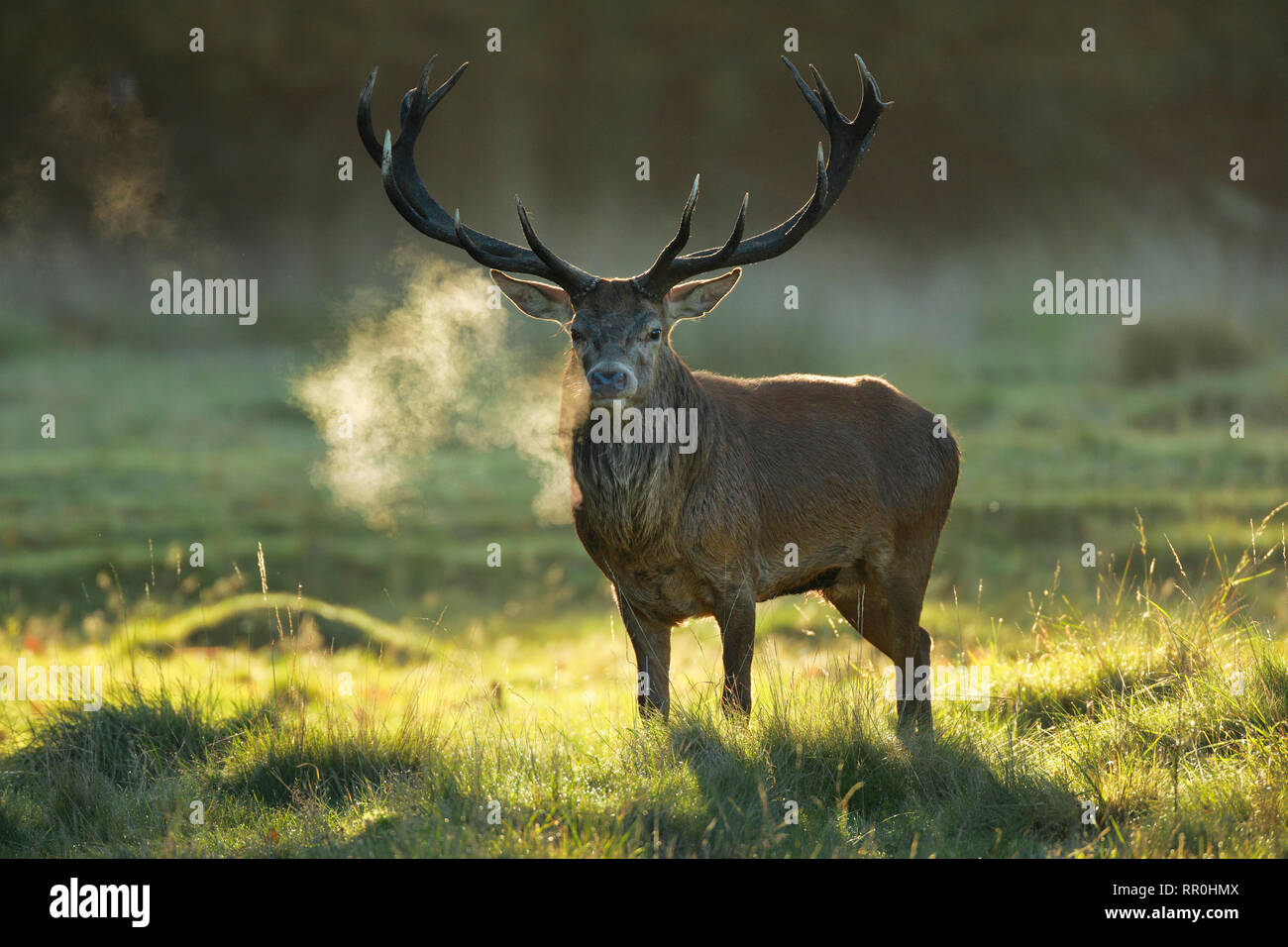 Zoologia, mammifero (mammalia), cervo (Cervus elaphus), Additional-Rights-Clearance-Info-Not-Available Foto Stock