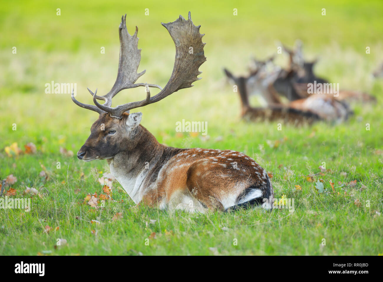 Zoologia, mammifero (mammalia), daini (Dama Dama), Additional-Rights-Clearance-Info-Not-Available Foto Stock