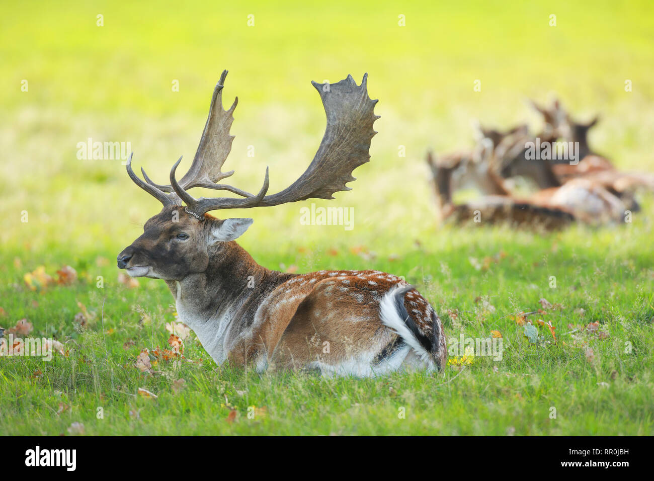 Zoologia, mammifero (mammalia), daini (Dama Dama), Additional-Rights-Clearance-Info-Not-Available Foto Stock