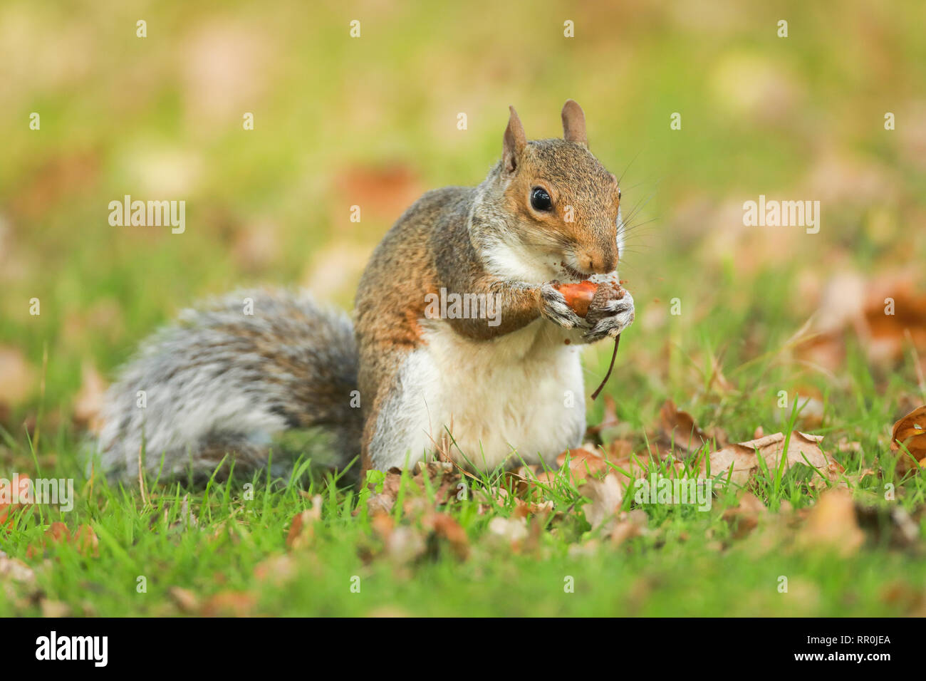 Zoologia, mammifero (mammalia), grigio scoiattolo (Sciurus carolinensis), Inghilterra, Additional-Rights-Clearance-Info-Not-Available Foto Stock