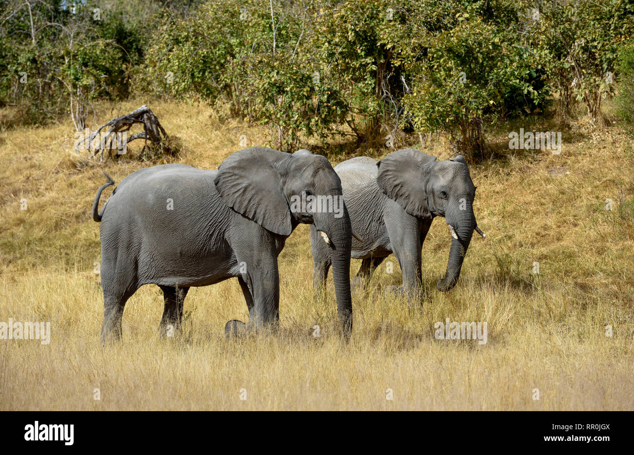 Zoologia, mammifero (mammalia), elefante africano (Loxodonta africana), Savuti, Chobe National Park, Botswana, Additional-Rights-Clearance-Info-Not-Available Foto Stock