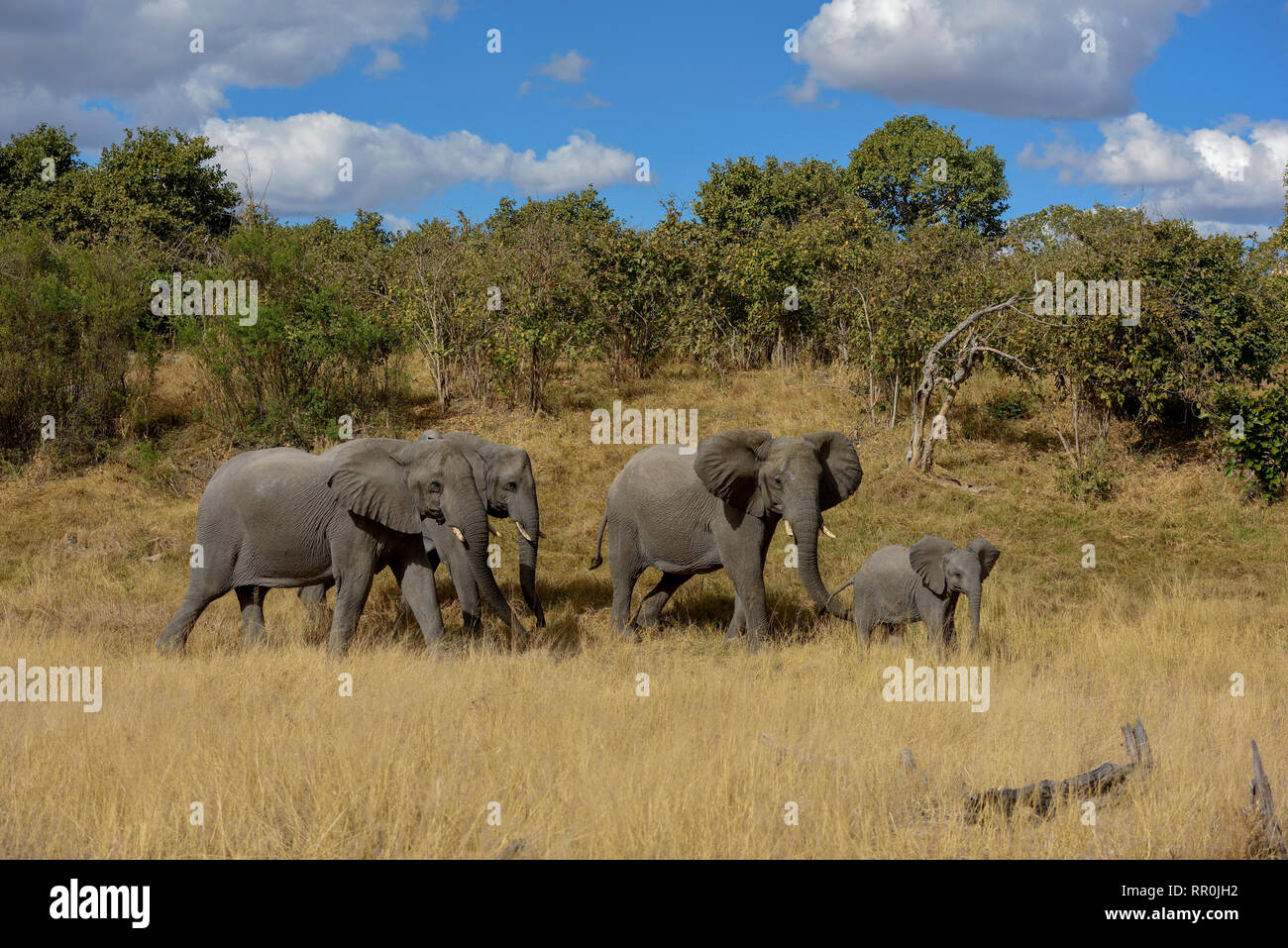 Zoologia, mammifero (mammalia), elefante africano (Loxodonta africana), Savuti, Chobe National Park, Botswana, Additional-Rights-Clearance-Info-Not-Available Foto Stock