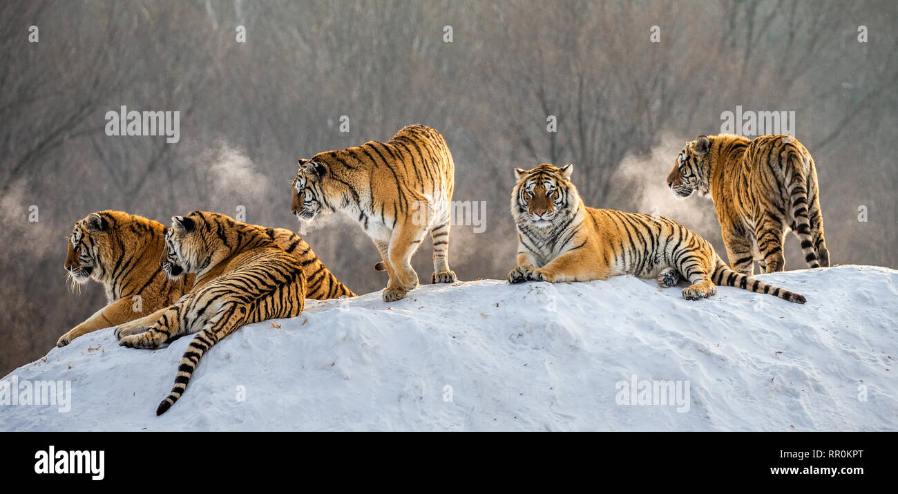 Diverse le tigri siberiane su una collina innevate sullo sfondo di inverno alberi. Cina. Harbin. Mudanjiang provincia. Hengdaohezi park. Foto Stock