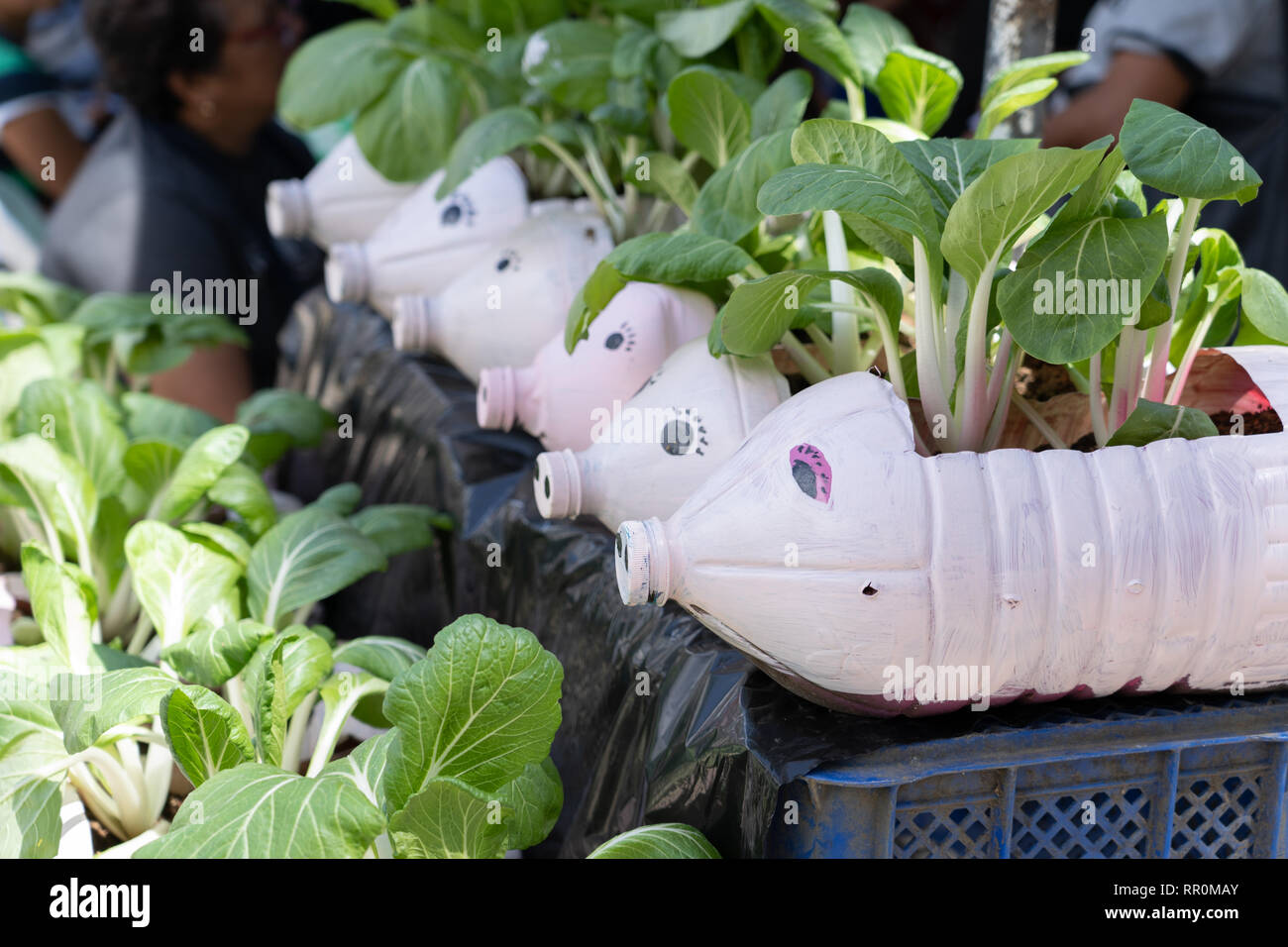 I contenitori in plastica dipinta nella progettazione di un maiale riutilizzato per la crescita di Pok Choy piante. Foto Stock