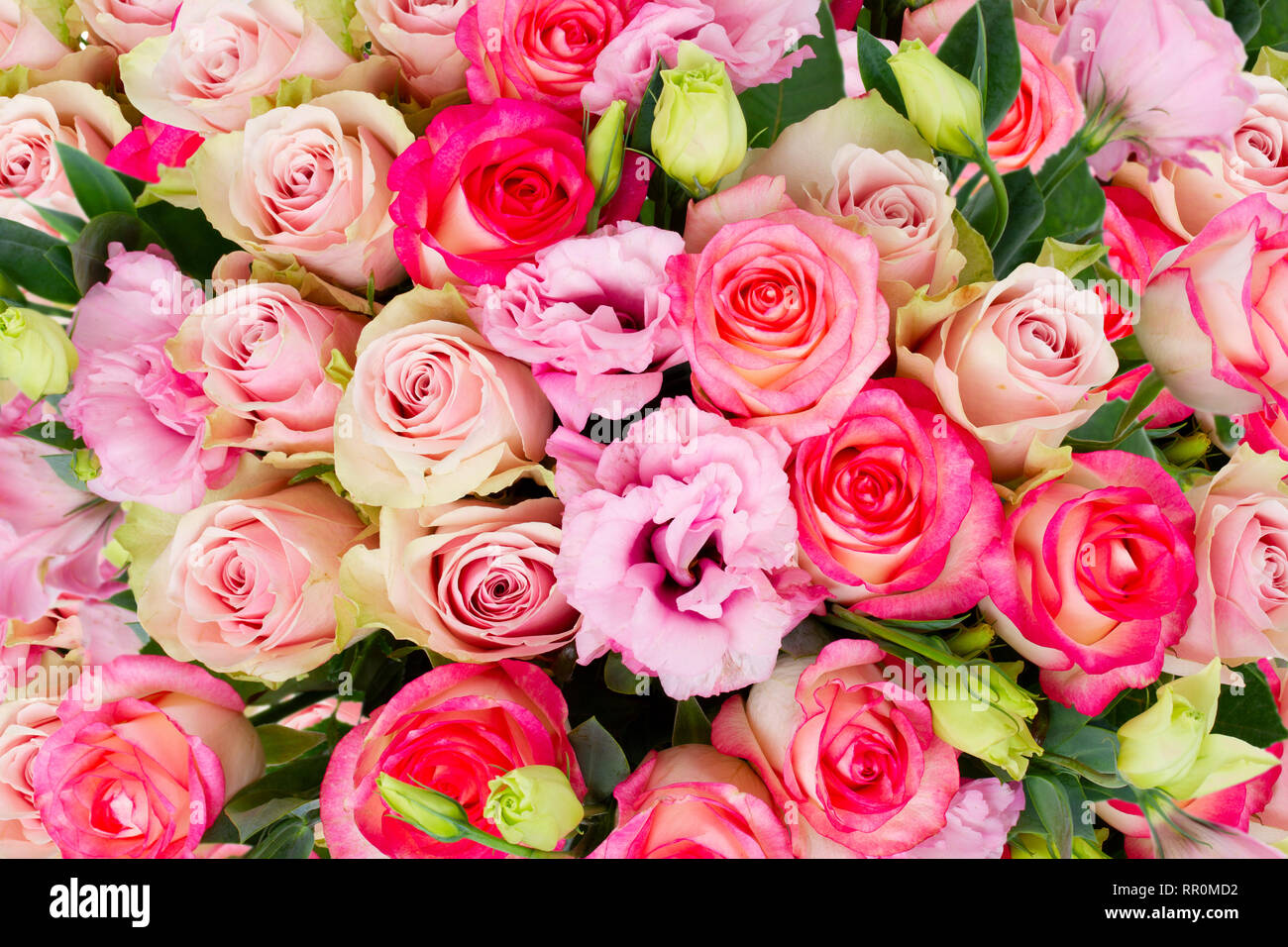 Freschi di fiori di rosa Foto Stock