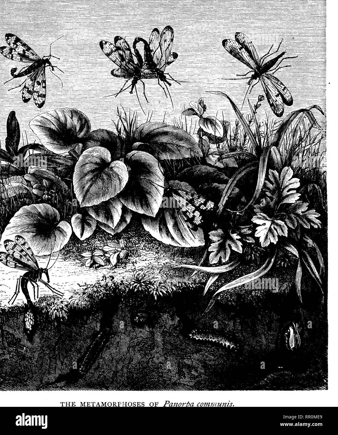 . Le trasformazioni (o) metamorfosi di insetti. Insetti; insetti; Myriapoda; Arachnida; Crostacei. 304 le trasformazioni degli insetti, ^gg tubo o ovipositor, che lei affiora nel terreno umido e quindi depone le uova. Le larve sono quasi di forma cilindrica e sono di piccole dimensioni. La metamorfosi di Seiublis lutarid. gambe anteriori, e piccoli tubercoli che agiscono come le zampe posteriori; essi sono di un colore grigio colore rosso e hanno pochi peli. Essi vivono in una profondità di un paio di righe o di un pollice, in terra umida e la realizzazione di gallerie. Si prega di notare che queste immagini vengono estratte dalla pagina sottoposta a scansione di immagini che possono essere Foto Stock