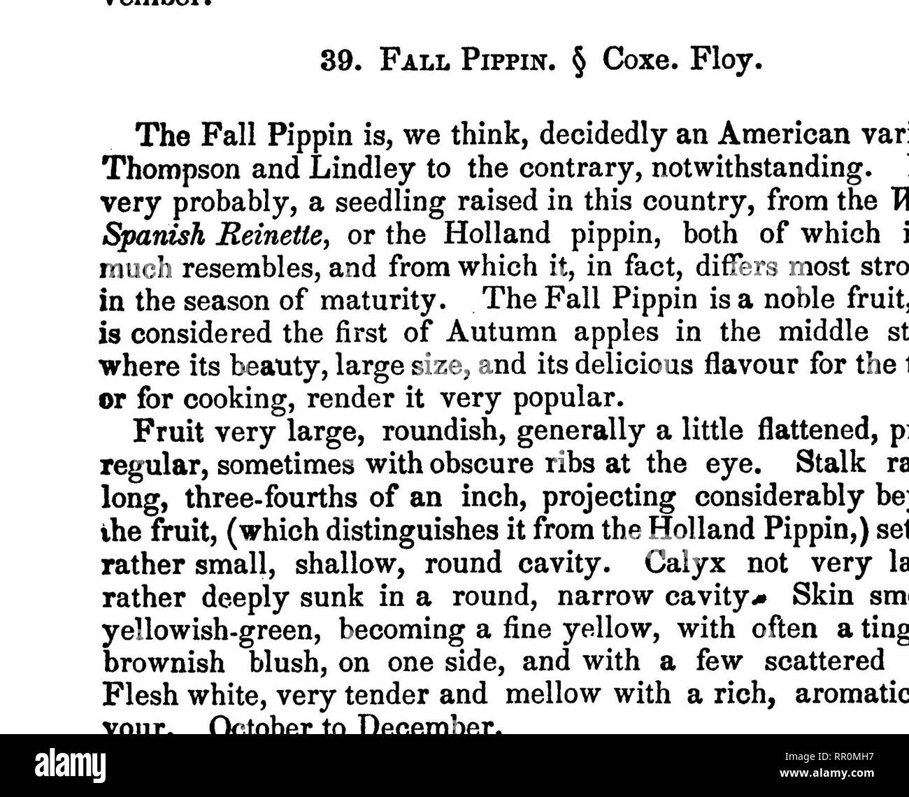 . La frutta e gli alberi da frutto d'America;. Frutta-cultura; frutta. In autunno le mele. 85 membro. Frutto al di sopra delle medie dimensioni, tondeggiante, poco appiattita, equa e ben formati. Pelle, quando sono mature, giallo pallido oi di colore paglierino. Levetta di circa un pollice lunghe e sottili nella sua giunzione con la frutta. Calice chiuso e adagiato in una conca di profondità moderata. Carne tenera e dolce, ricco e di qualità eccellente. La struttura ad albero è un grazioso libera un coltivatore, e appoggia le grandi produzioni. Questo pensiamo wilJ rivelarsi un prezioso ordina. Matura in agosto e settembre. 41. Gravenstein. § Thomp. Lind. Grave Slije. Una superba cercando tedeschi di Apple, che mar morto Foto Stock