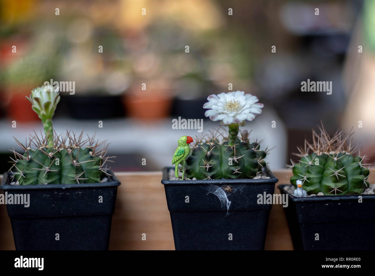 Messa a fuoco selettiva di close-up top-view shot sul Golden barrel cactus Foto Stock