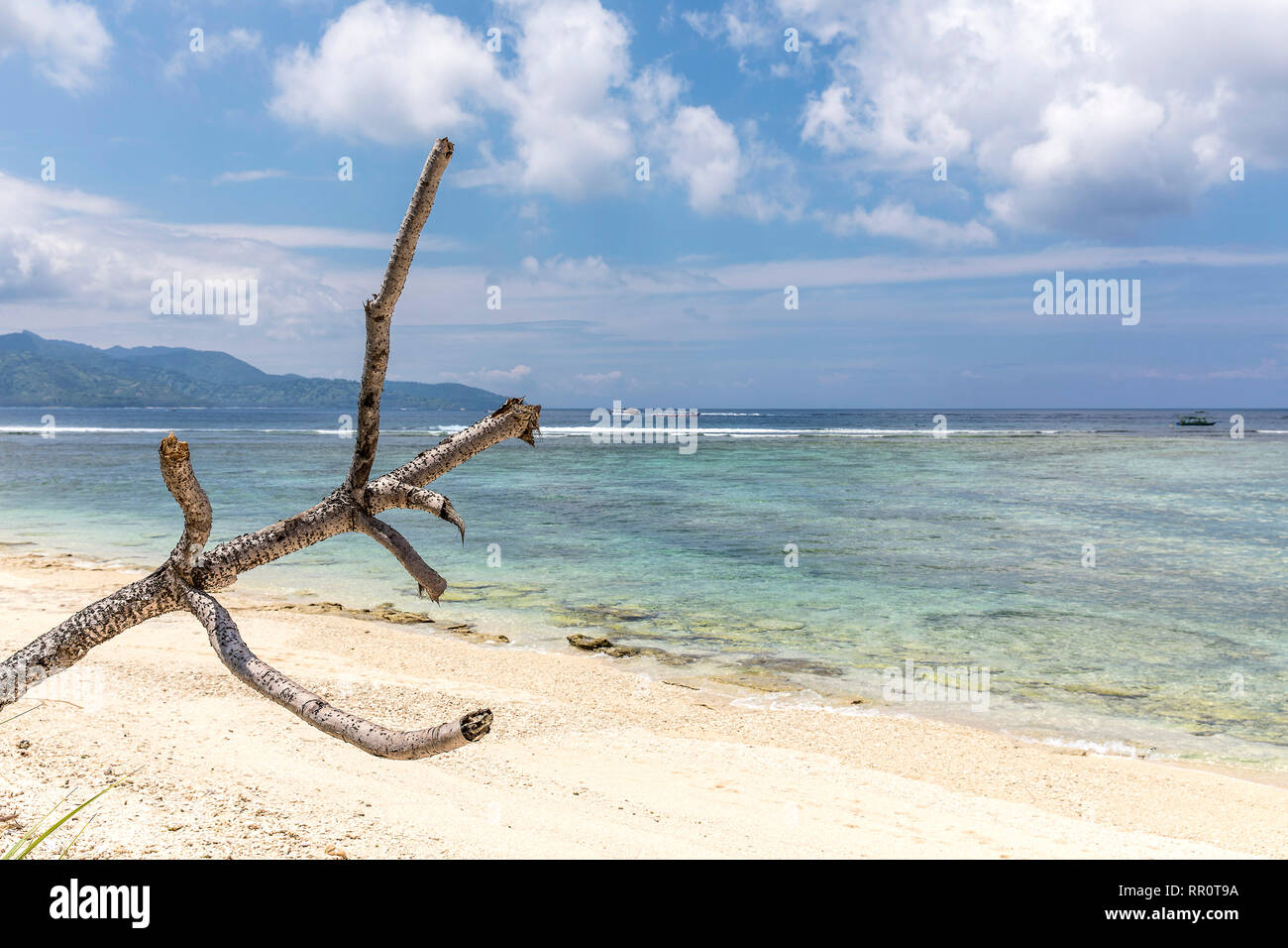 Alberi tropicali sulla costa di Gili Meno isola, Indonesia. Foto Stock
