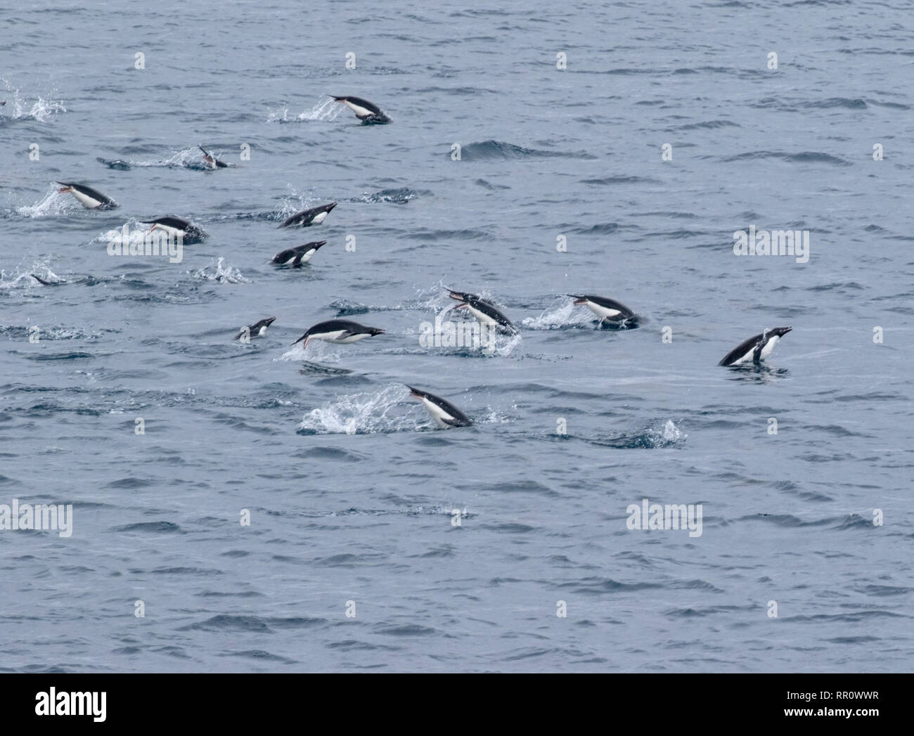 Adelie Penguins porpoising e nuoto, Paulet Island, Antartide 11 Gennaio 2019 Foto Stock