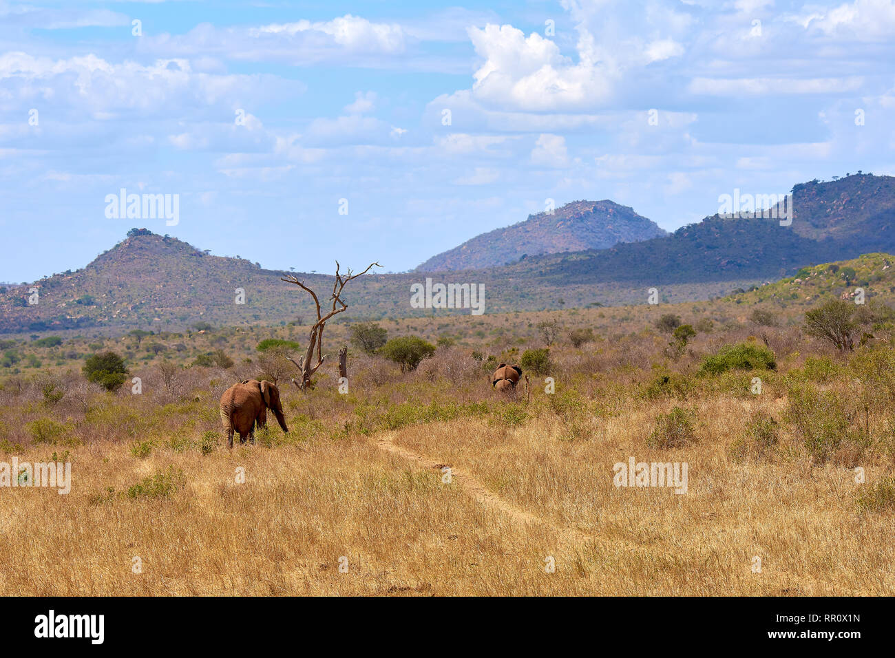 Vista di due elefanti africani va di savana su un safari in Kenya, con alberi sfocata e montagne sullo sfondo Foto Stock
