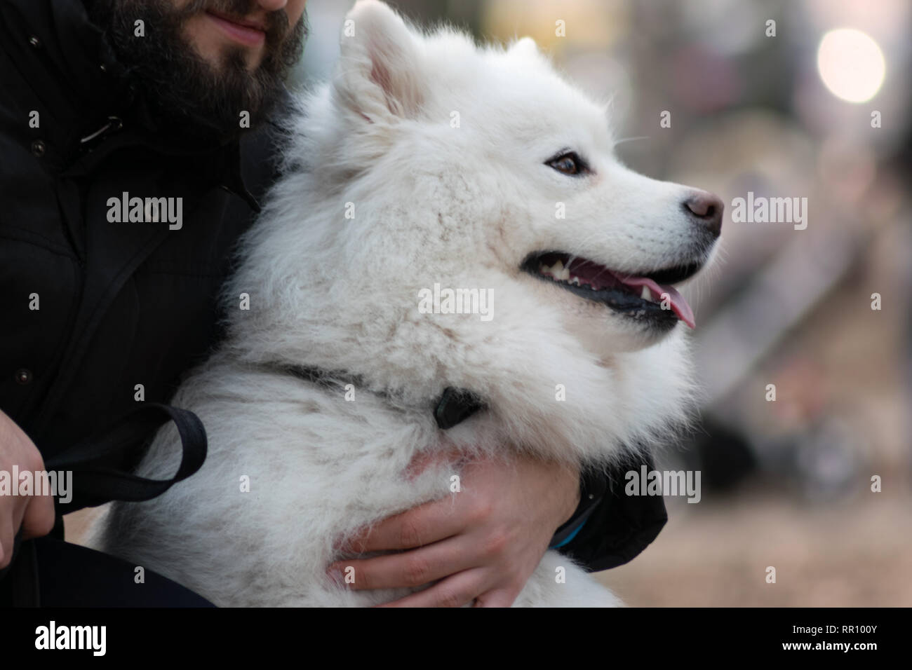 Bella Samoiedo cane è camminare con il proprietario. Uomo bello è giocare con la sua cute cane Foto Stock