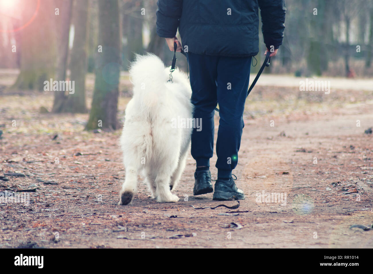 Bella Samoiedo cane è camminare con il proprietario. Uomo bello è giocare con la sua cute cane Foto Stock