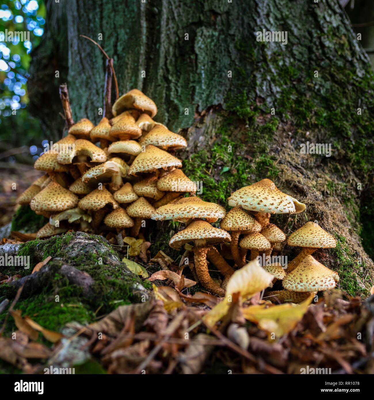Un gruppo di Shaggy Scalycap funghi alla base di un albero Foto Stock