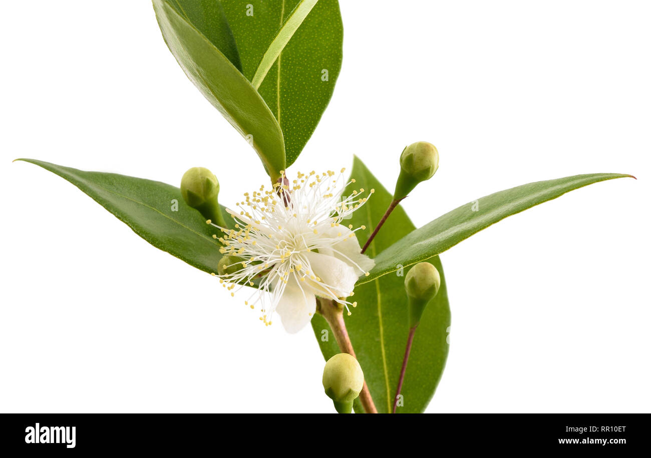 Comune filiale di mirto con fiori isolati su bianco Foto Stock