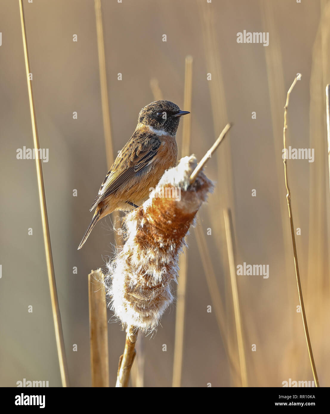 Stonechat (Saxicola rubicola) Foto Stock