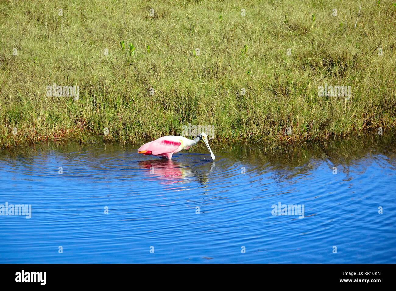 Roseate spatola (Platalea ajaja), alimentando accanto a una piccola isola Merritt Island National Wildlife Refuge Foto Stock