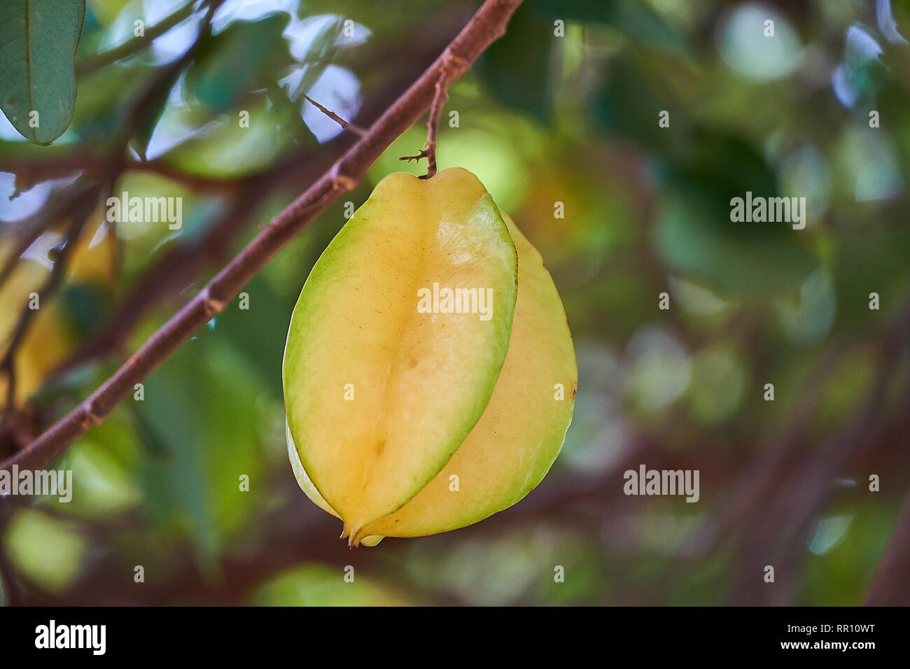 Carambole Star frutti pendenti sul ramo di albero Foto Stock