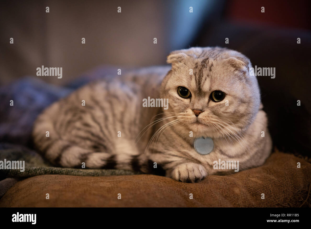 Adorabili chubby Scottish Fold munchkin house Gatto sdraiato sul cuscino. Foto Stock