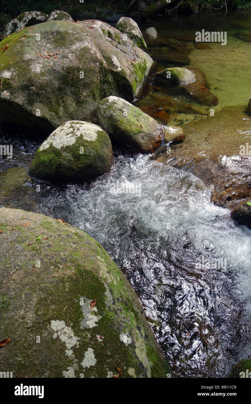 Massi perfettamente in chiaro la foresta pluviale creek sulle pendici del Bartle Frere, estremo Nord Queensland, Australia. Foto Stock