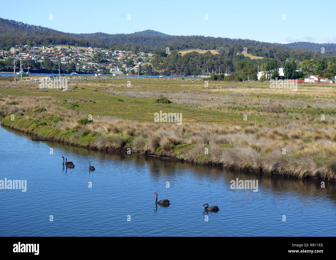 Cigni neri a St Helens, Tasmania, Australia. N. PR Foto Stock