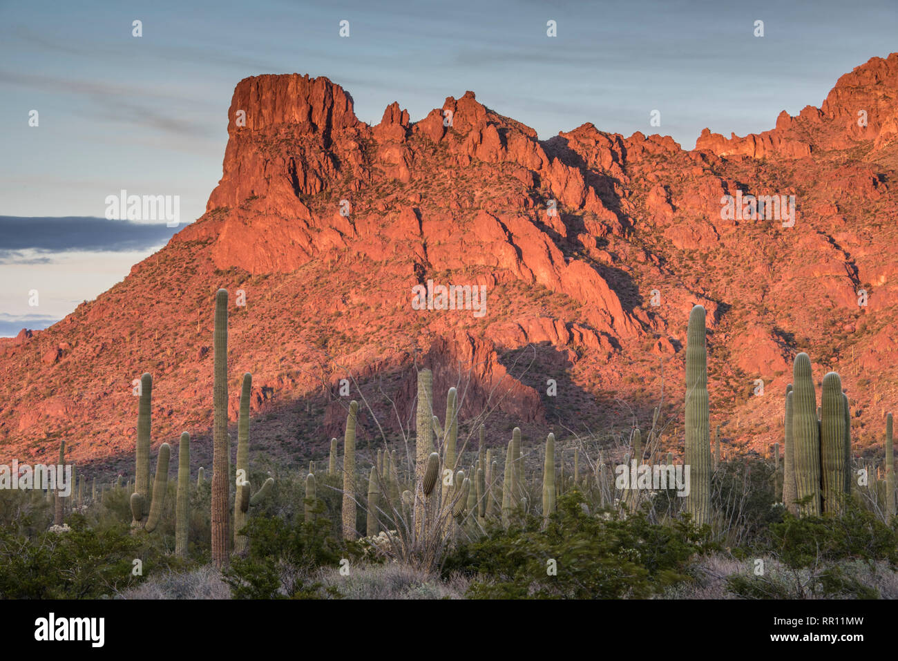 Alamo Canyon Area di organo a canne Cactus monumento nazionale, south central Arizona, Stati Uniti d'America Foto Stock