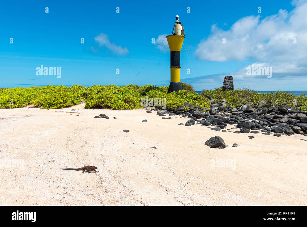 Espanola marine iguana (Amblyrhynchus cristatus) passeggiate all'oceano pacifico sulla spiaggia di Isola Espanola con il faro, Galapagos, Ecuador. Foto Stock