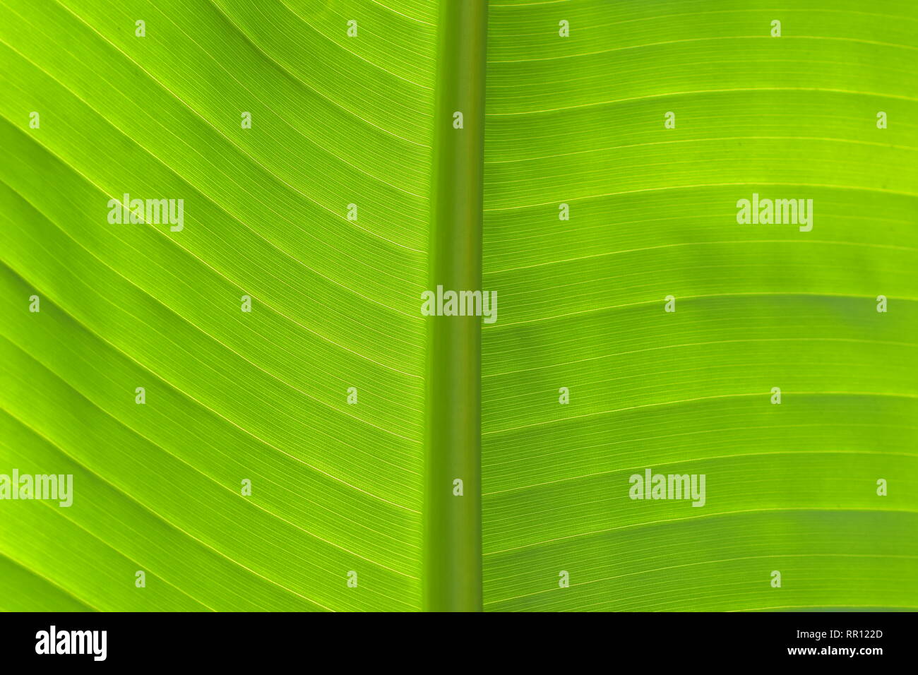 Close-up di dettaglio fresco verde foglia di banano in vista orizzontale che mostra primario e secondario di vene nella luce posteriore. Foto Stock
