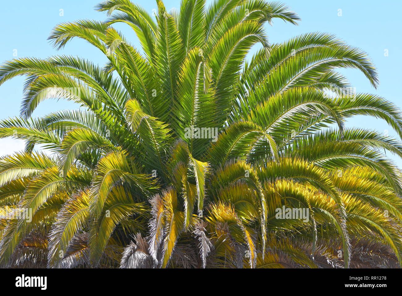 Palm tree treetop con lunghi rami e pungenti foglie dure in ambienti ostili estate luce di mezzogiorno. Foto Stock